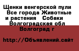 Щенки венгерской пули - Все города Животные и растения » Собаки   . Волгоградская обл.,Волгоград г.